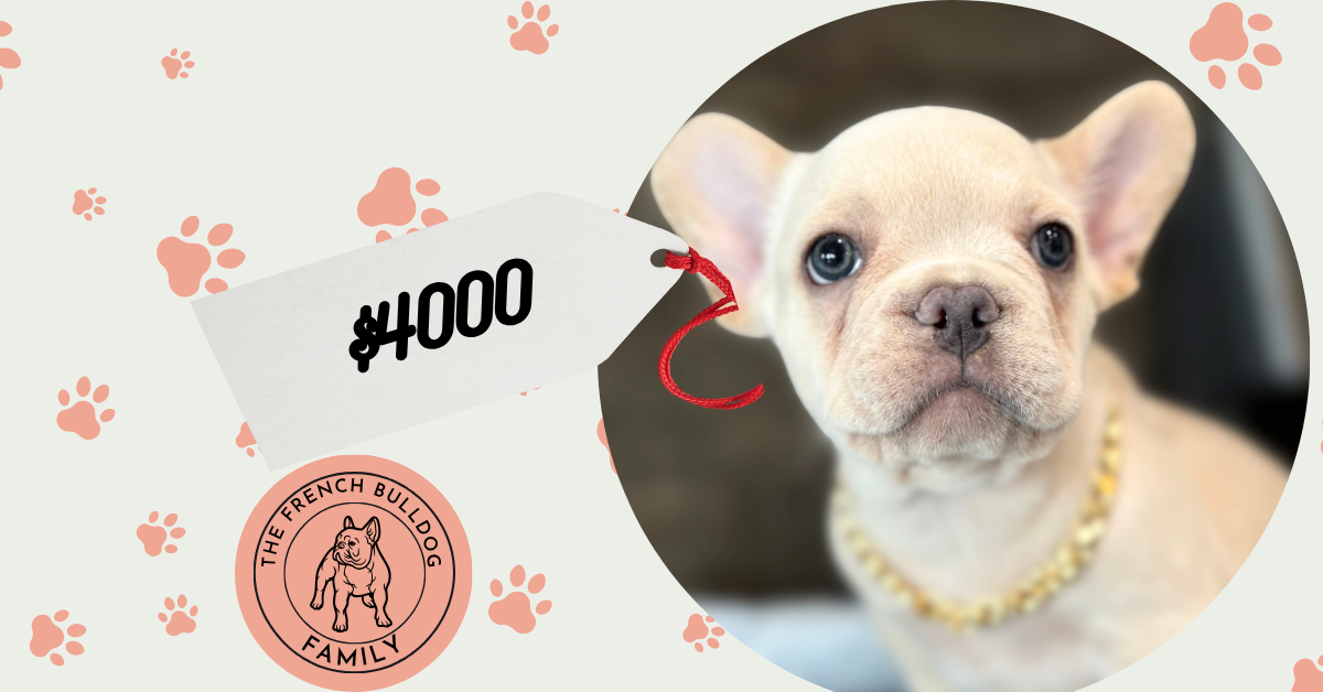 Pogo | Cream/Platinum French Bulldog Male | Available in July 2025