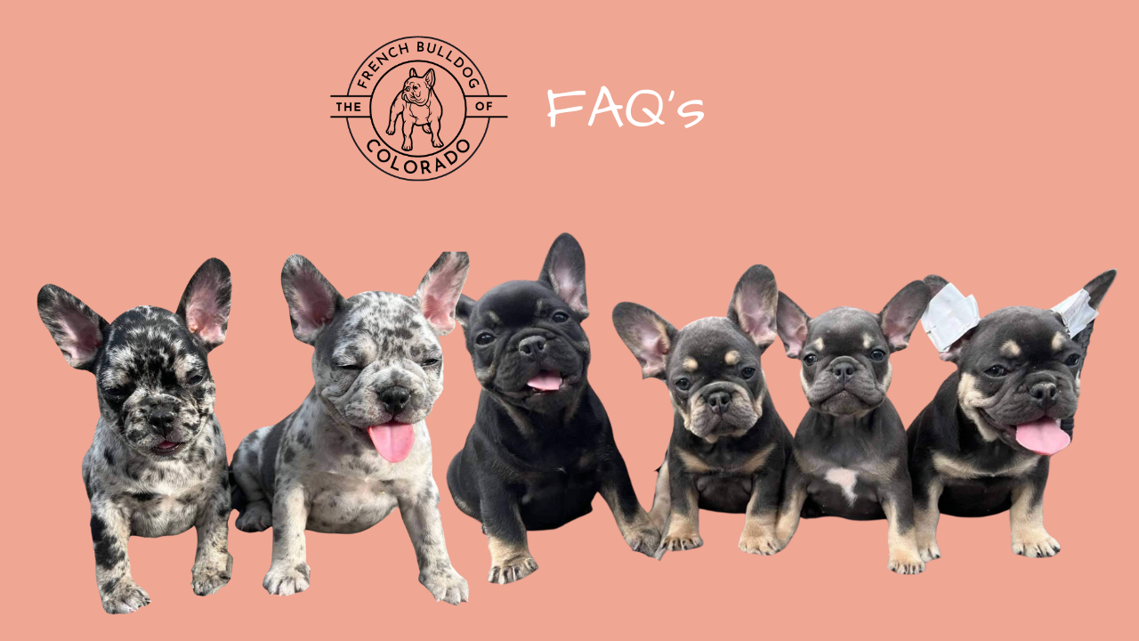 FAQ French Bulldog Puppy