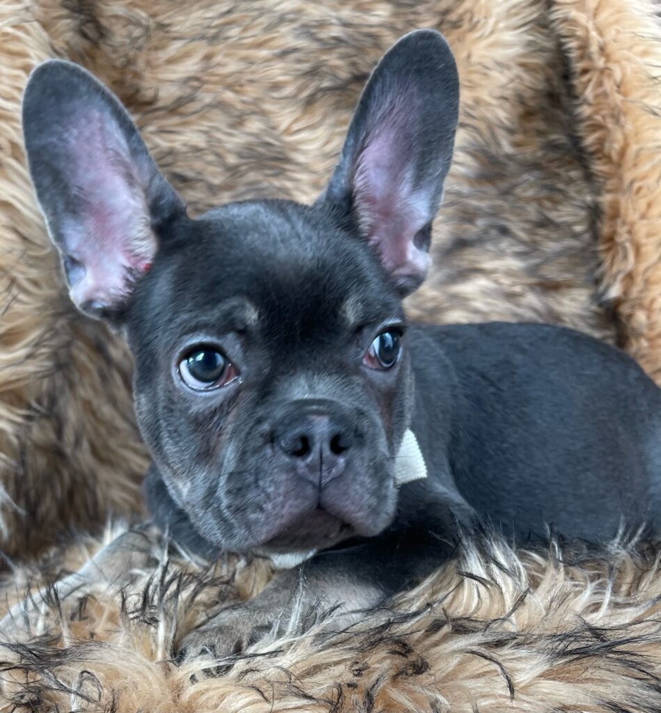 Greeley Blue and Tan French Bulldog Male-Adopted - The French Bulldog ...
