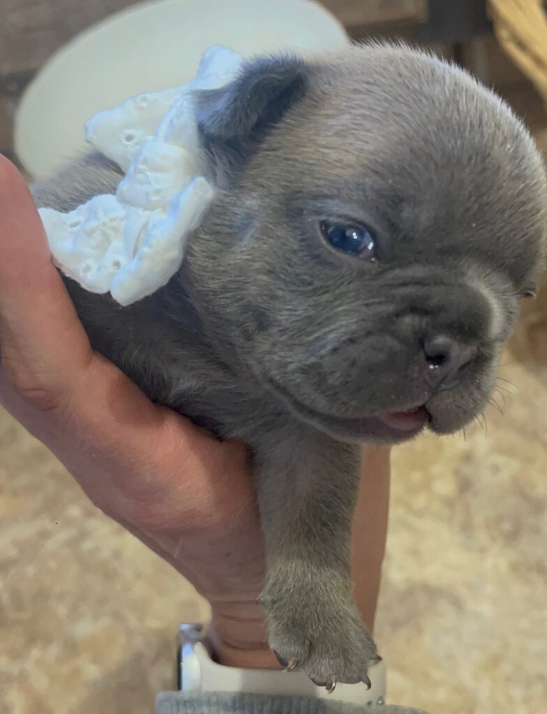 Esmerald Blue Fawn French Bulldog Female | Born October 7th, 2022