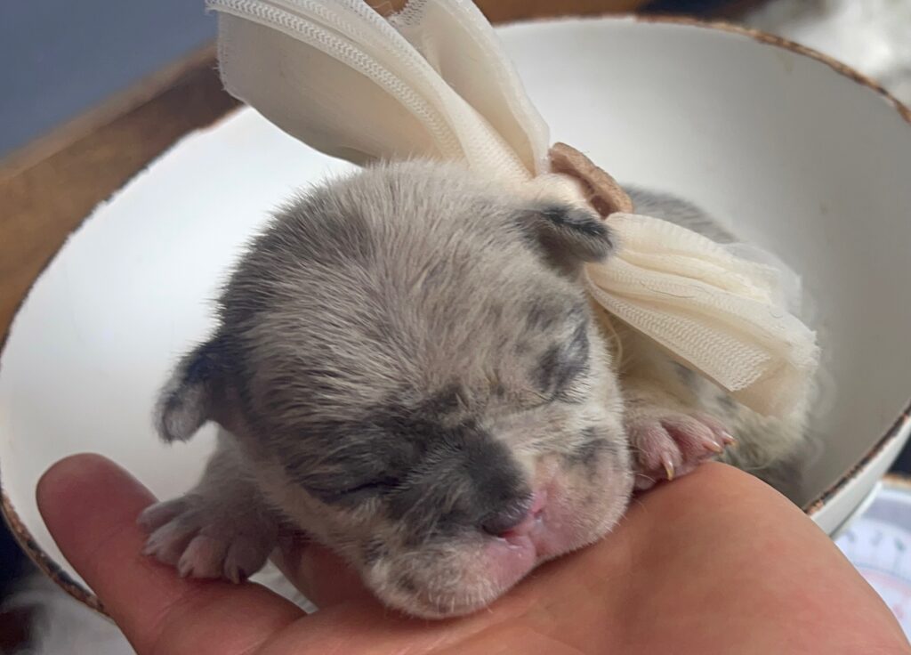 Blue and Merle French Bulldog Litter | Born October 9th, 2022