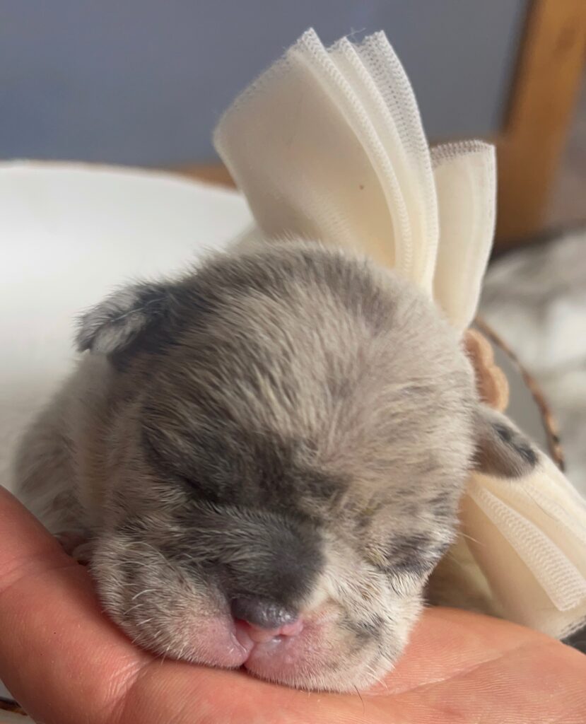 Blue and Merle French Bulldog Litter | Born October 9th, 2022