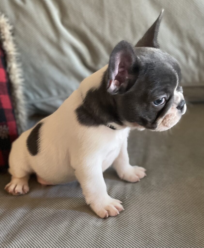 Hoss Blue Pied French Bulldog Male | Born October 9th, 2022