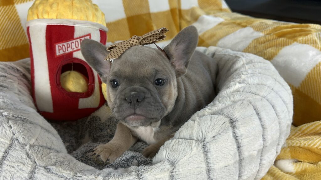 Emmy | Blue Sable French Bulldog Female | Available Nov 15th, 2023