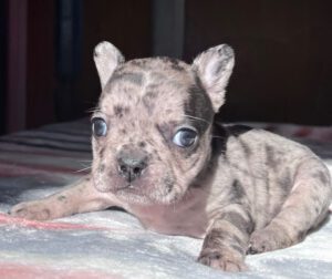 Jazzy Black Merle French Bulldog Female | Born November 23rd, 2022