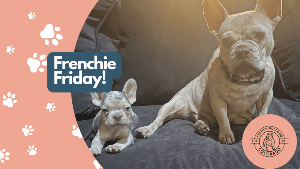 Frenchie Friday  December 2nd, 2022