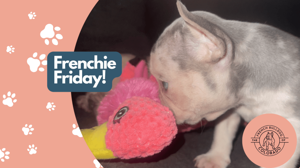 Frenchie Friday November 11th, 2022