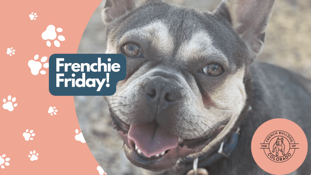 Frenchie Friday August 26th, 2022