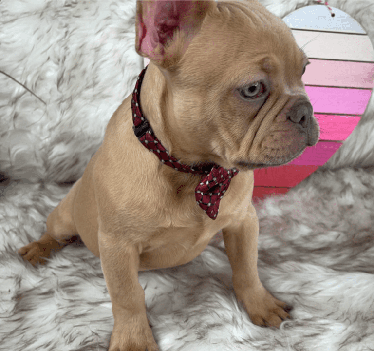 Brantley | Lilac Fawn Male French Bulldog | Born 10/1/22