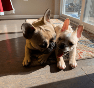 Frenchie Friday March 19th, 2021
