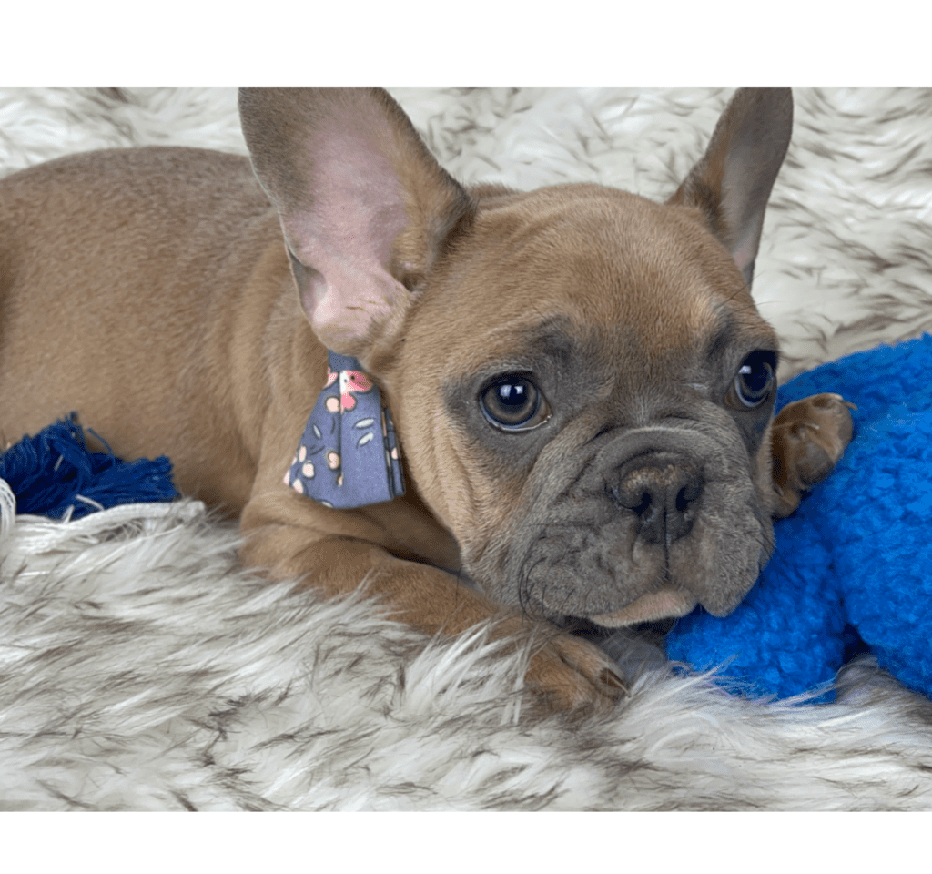 Kobe Blue Fawn French Bulldog Male | Ready February 9th, 2023