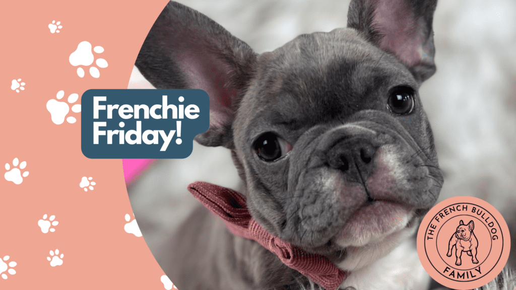 Frenchie Friday February 10th 2023