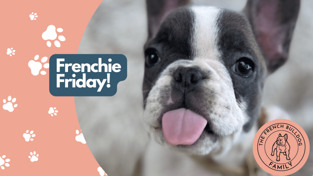 Frenchie Friday Feb 17, 2023