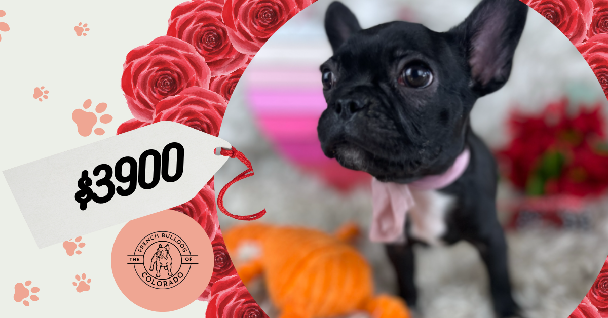 Jasmine Black French Bulldog Female The Lovely Born November 23rd