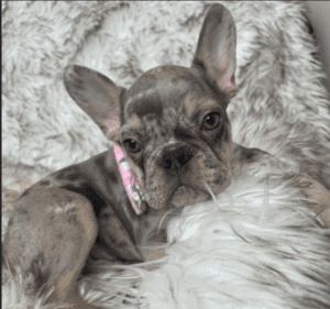 Nato Lilac Merle French Bulldog male | Born January 6th, 2023