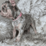 Nala Lilac Merle French Bulldog female | Born January 6th, 2023