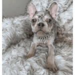 Nala Lilac Merle French Bulldog female | Born January 6th, 2023