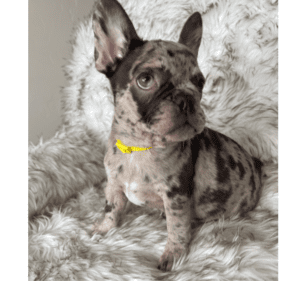 Olympia Chocolate Merle French Bulldog Female | Born December 6th, 2022