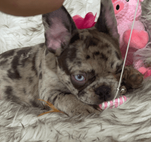 Odelia Chocolate Merle French Bulldog Female | Born December 6th, 2022