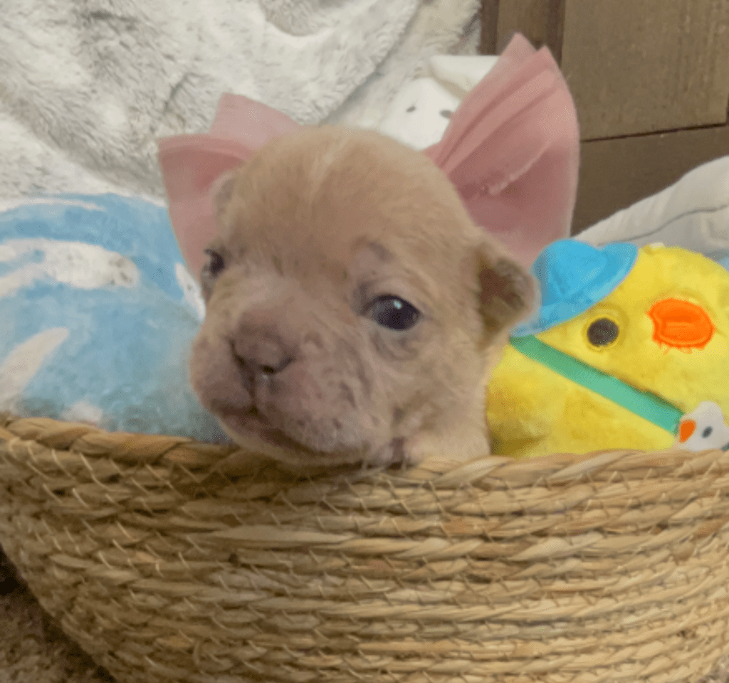 Lilac, Lilac Fawn and Merle French Bulldog Litter | Born February 27th 2023