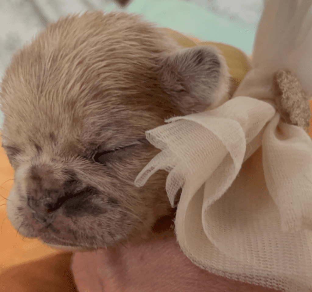 Lilac, Lilac Fawn and Merle French Bulldog Litter | Born February 27th 2023