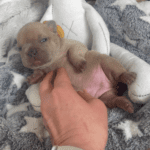 Lilac Fawn and Platinum French Bulldog Litter | Born March 4th 2023