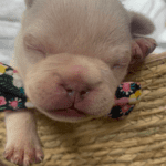 Lilac Fawn and Platinum French Bulldog Litter | Born March 4th 2023