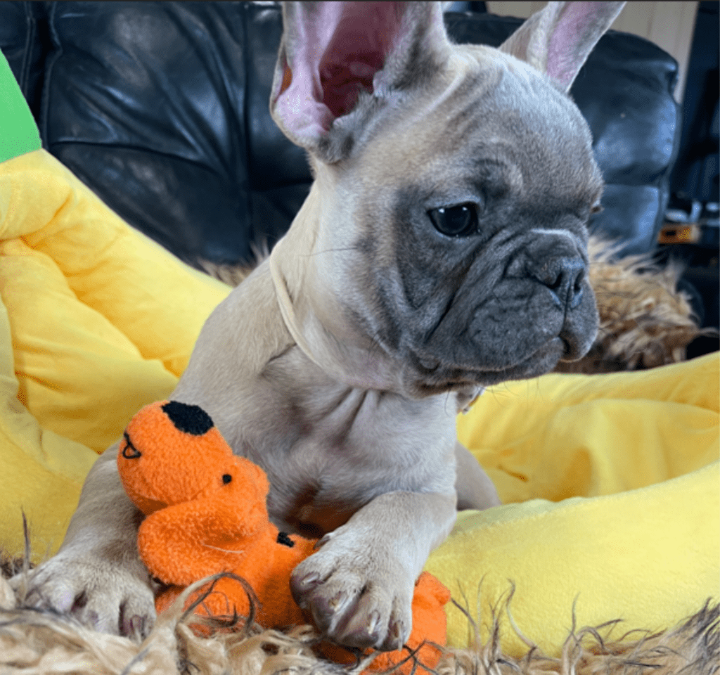 Mead Blue Fawn French Bulldog Male | Ready Now