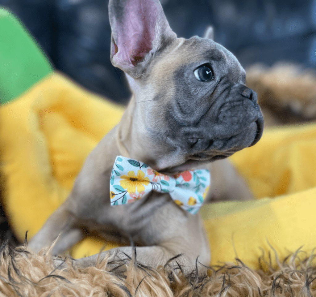 Mead Blue Fawn French Bulldog Male | Ready Now