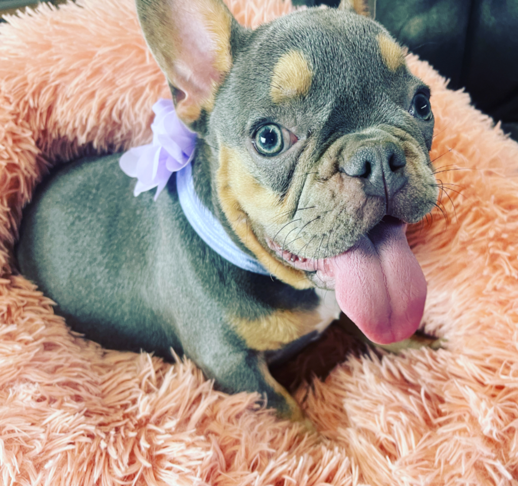 Penny Blue and Tan French Bulldog Female | Ready Now