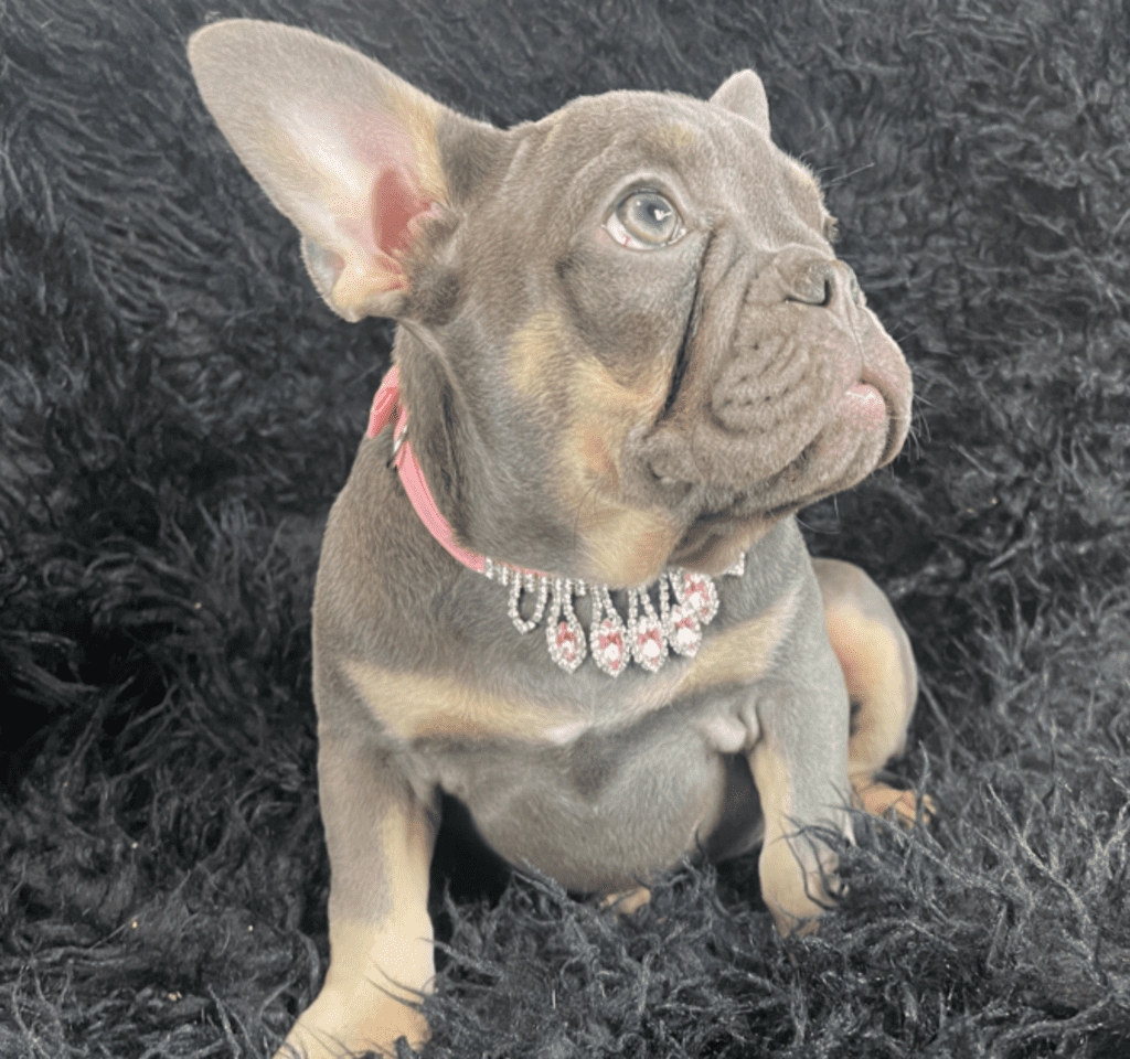 Petunia and Pansy Blue and Tan French Bulldog Females | Sweet Sisters | Ready Now
