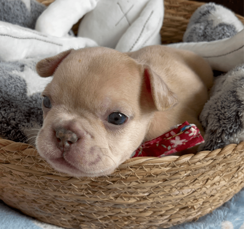Rome | Lilac Fawn Merle French Bulldog Male | Born February 27th 2023 | Reserved