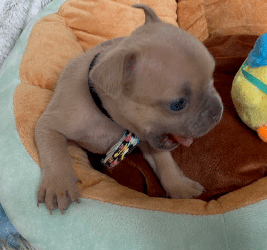Rush | Lilac Fawn French Bulldog Male | Born February 27th 2023 |