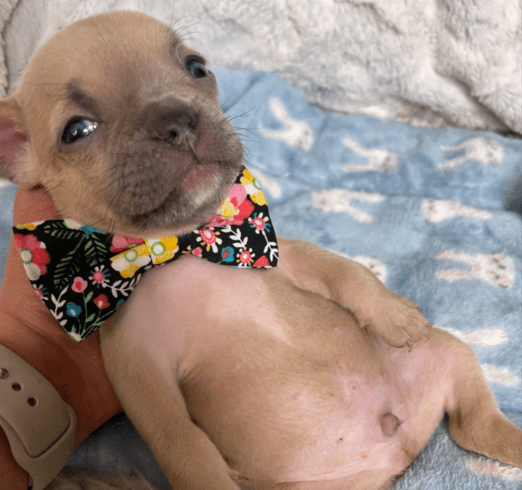 Rush | Lilac Fawn French Bulldog Male | Born February 27th 2023 |