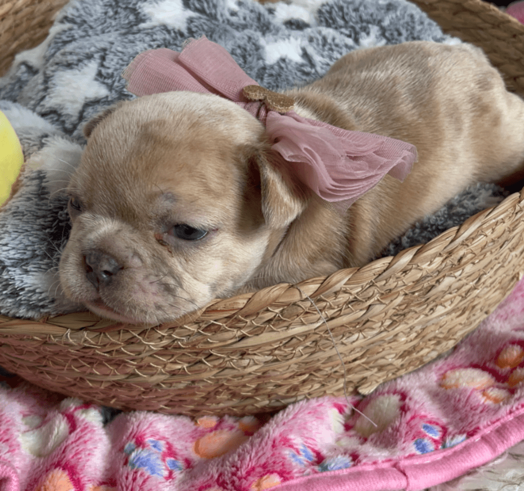 Ren | Lilac Fawn Merle French Bulldog Female | Born February 27th 2023