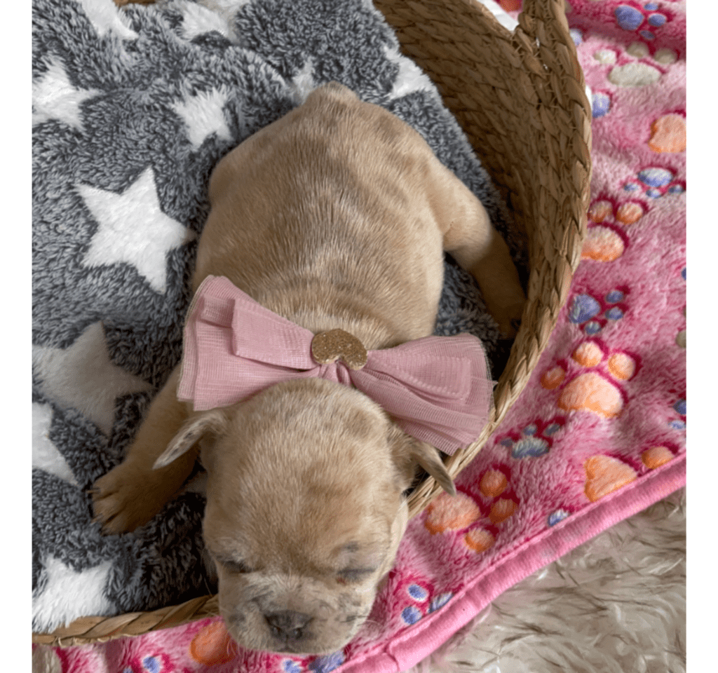 Ren | Lilac Fawn Merle French Bulldog Female | Born February 27th 2023