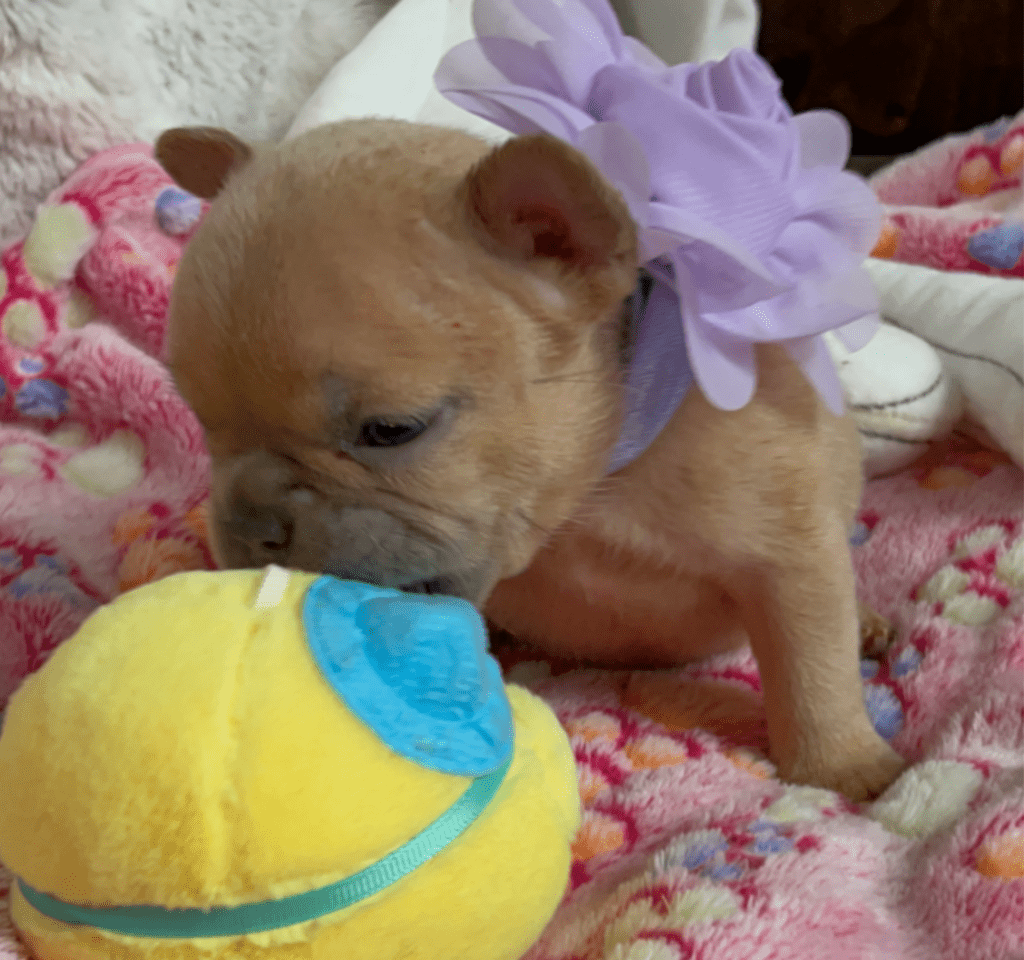 Ruby | Lilac Fawn French Bulldog Female | Born February 27th 2023