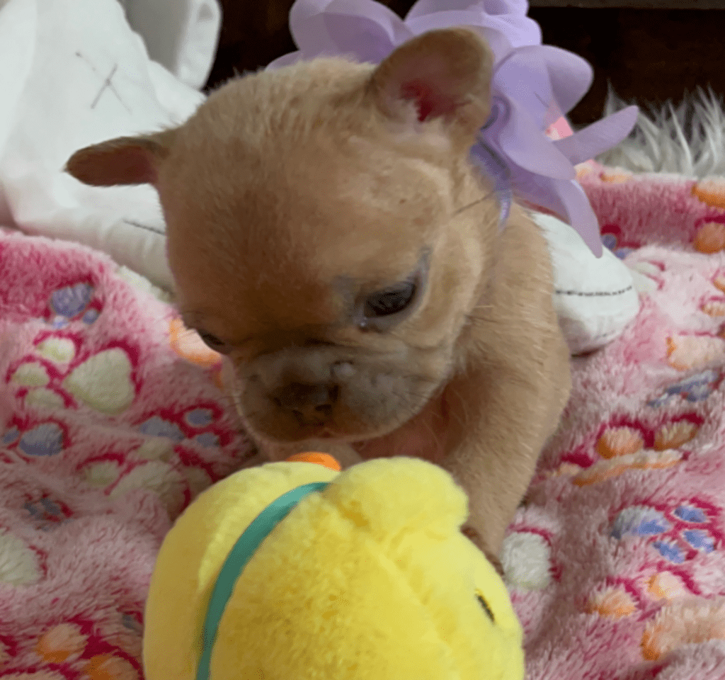 Ruby | Lilac Fawn French Bulldog Female | Born February 27th 2023