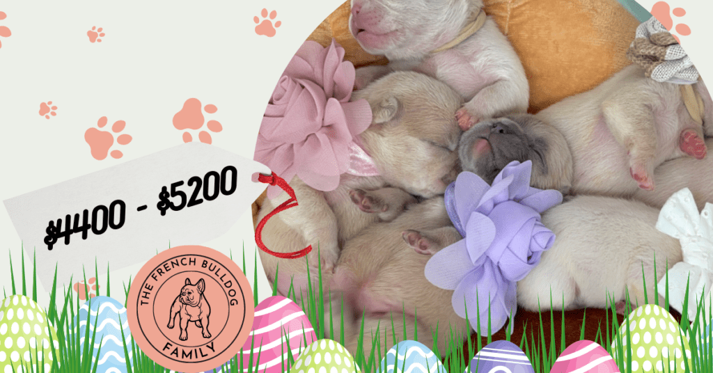 Lilac and Platinum French Bulldog Litter | Born March 2nd 2023