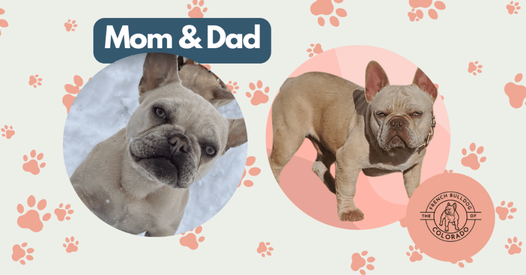Lilac and Platinum French Bulldog Litter | Born March 2nd 2023