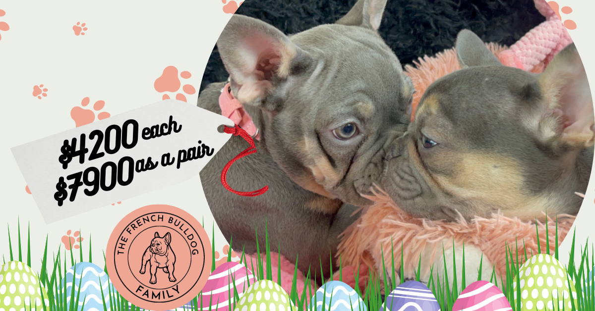 Petunia and Pansy Blue and Tan French Bulldog Females | Sweet Sisters | Ready Now
