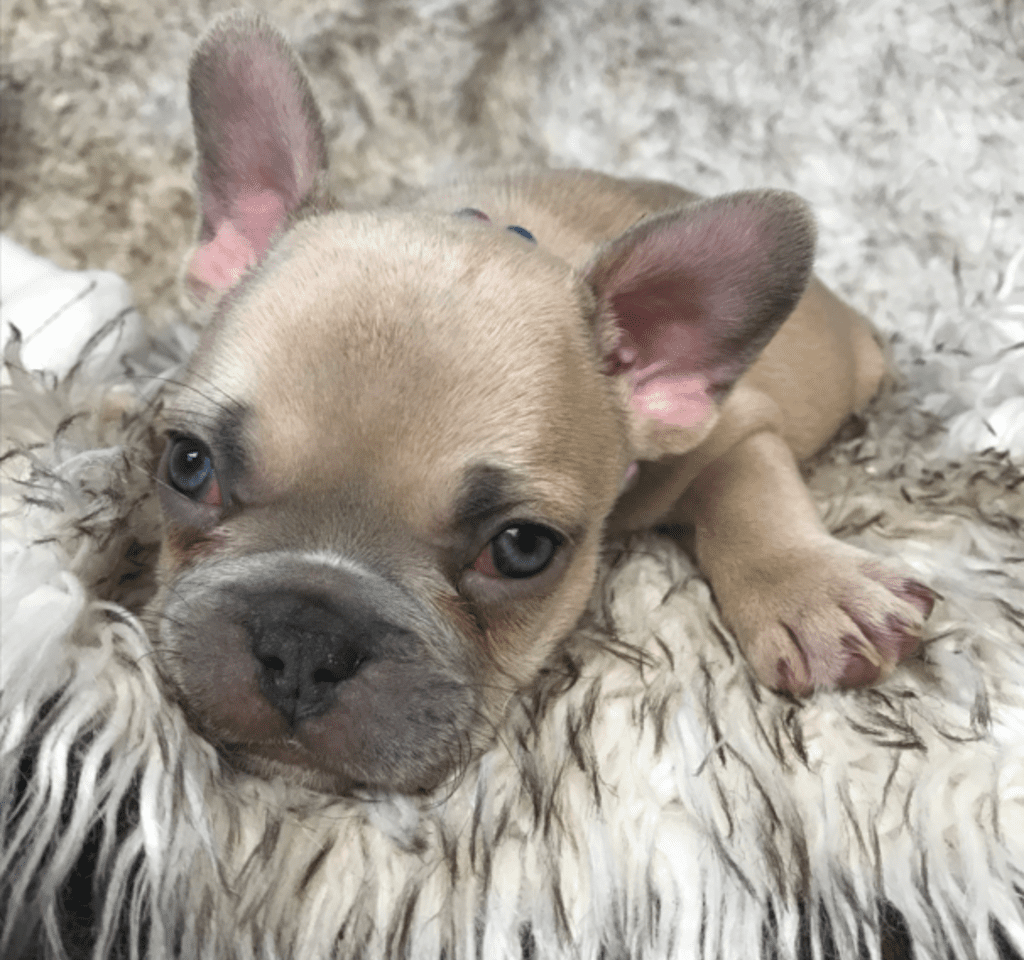 Rishi | Lilac Fawn French Bulldog Female | Born February 27th 2023
