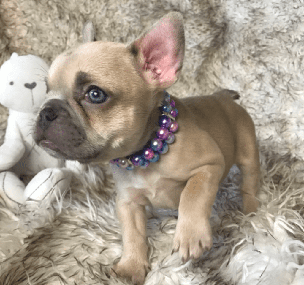 Rishi | Lilac Fawn French Bulldog Female | Born February 27th 2023