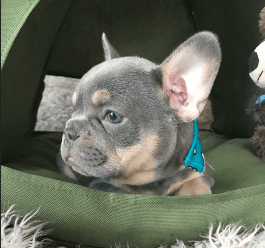 Salem Lilac and Tan French Bulldog Male | Adopted
