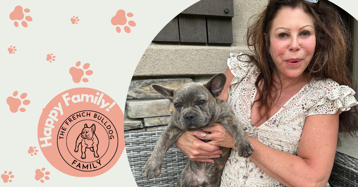 Evan Lilac Brindle French Bulldog Male | Adopted