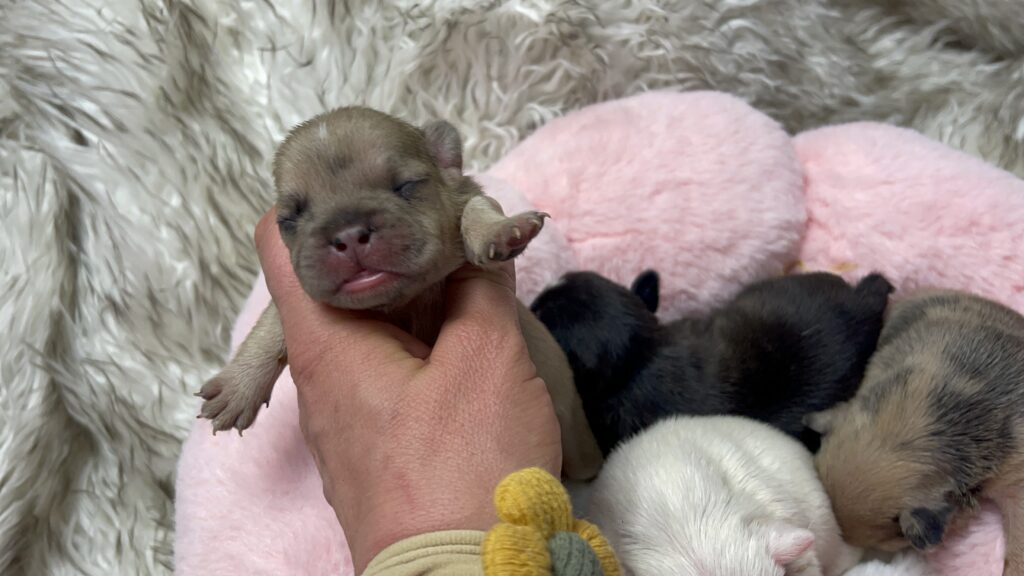 Fawn, Brindle, & Merle French Bulldog Litter| Born March 26, 2023