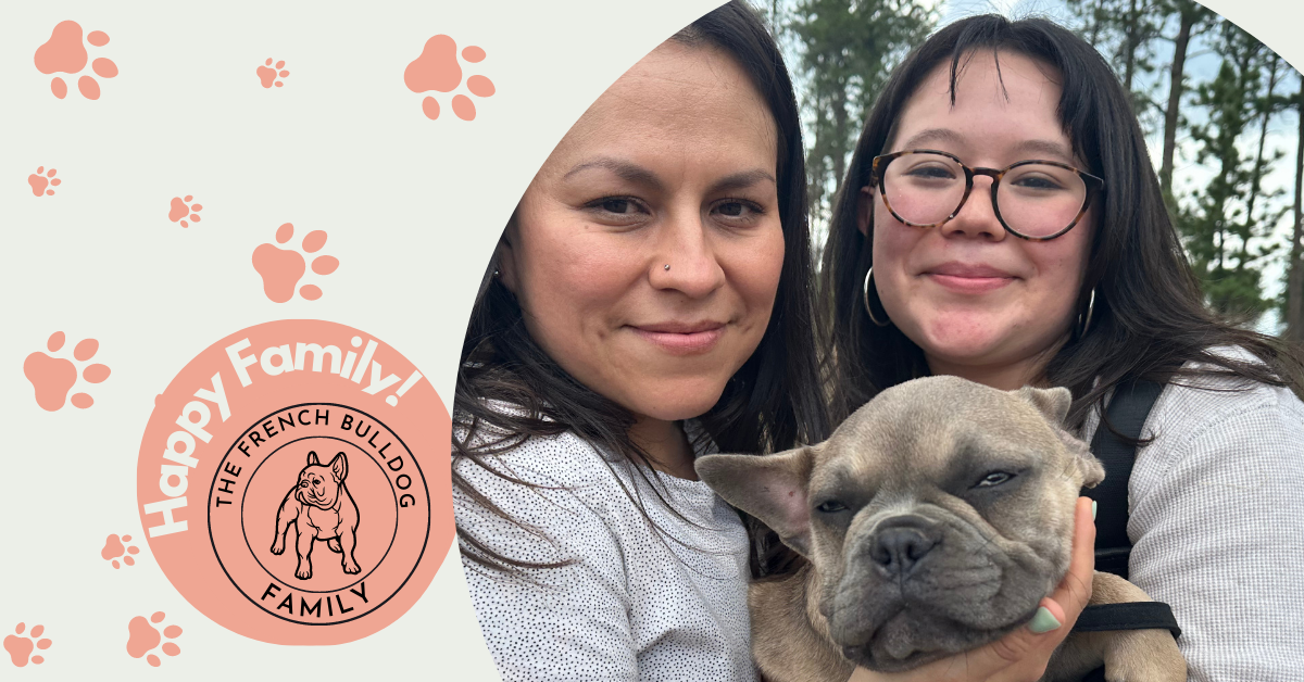 Zeppelin | Blue Fawn French Bulldog Male | Adopted