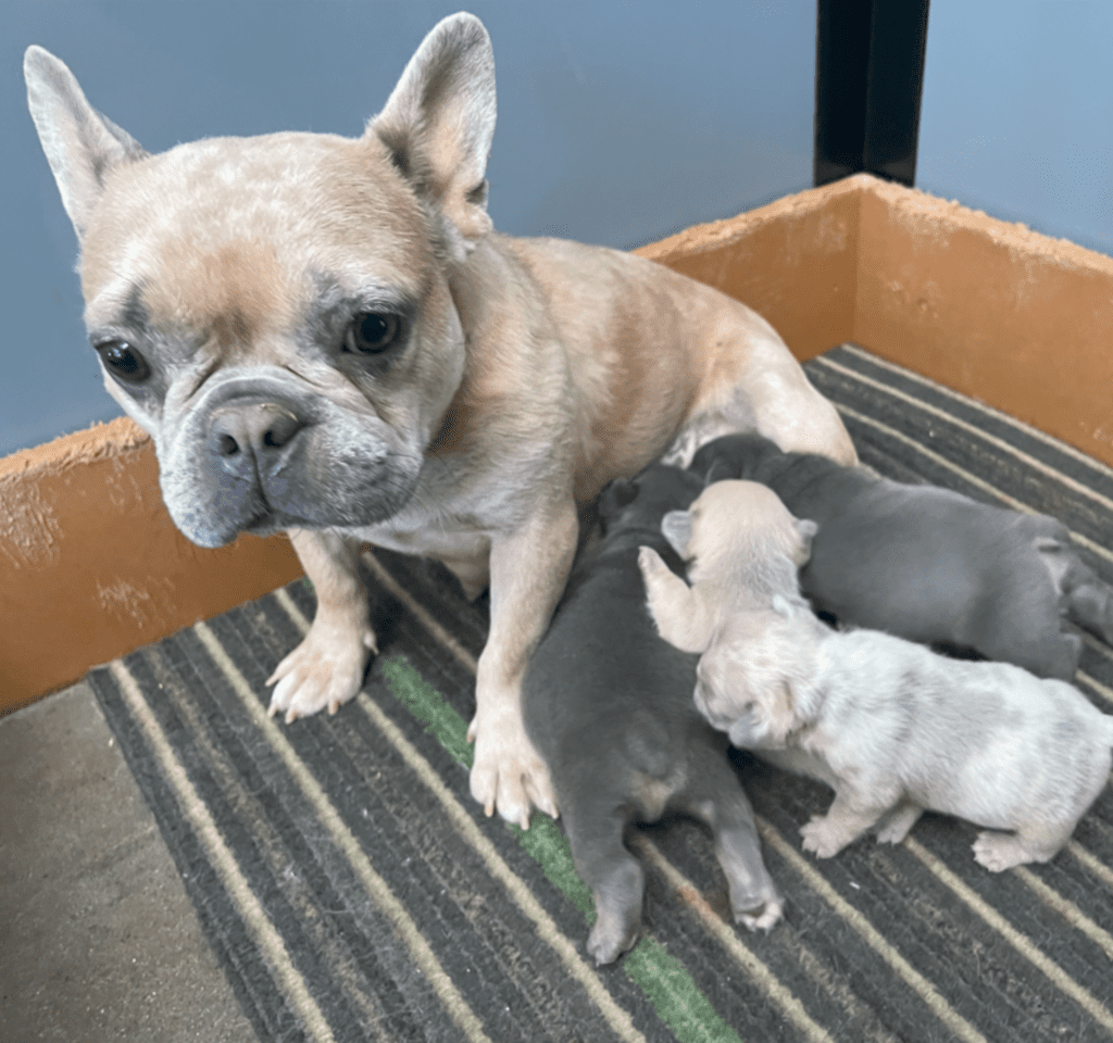 Blue & Tan, Blue Fawn and Merle French Bulldog Litter | Born April 10, 2023