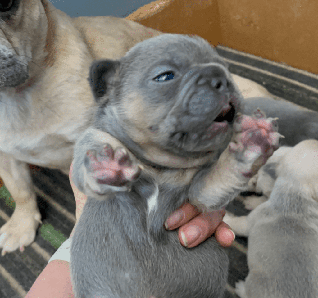 Blue & Tan, Blue Fawn and Merle French Bulldog Litter | Born April 10, 2023