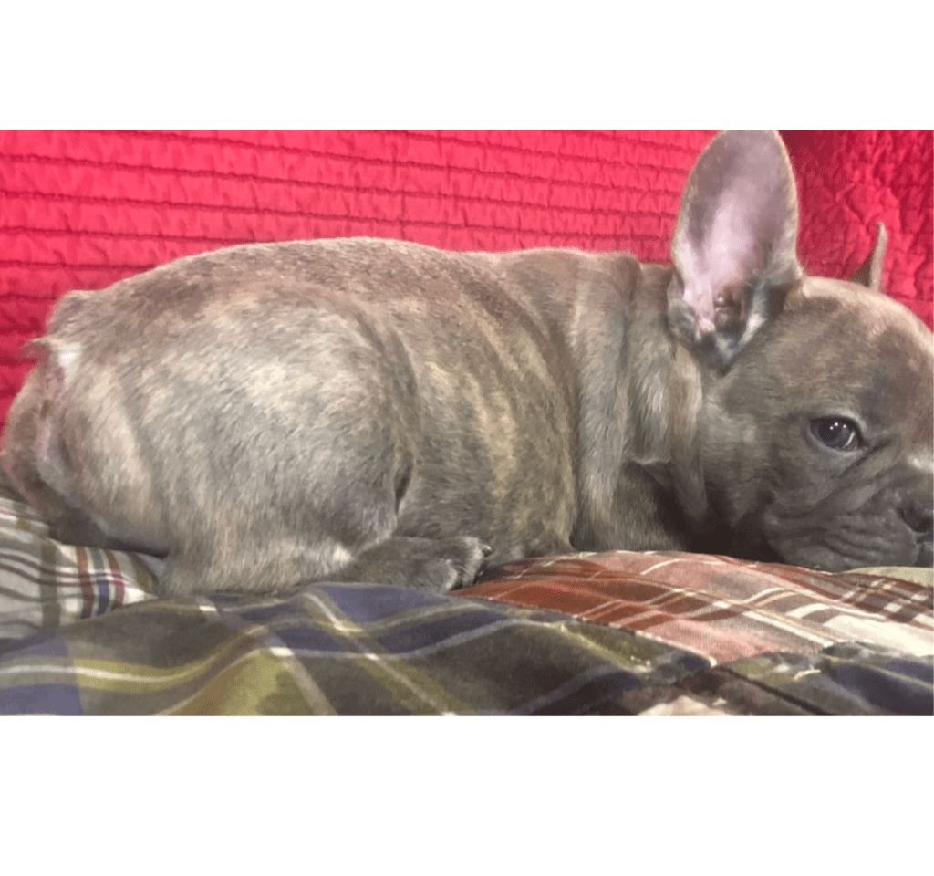 Evan Lilac Brindle French Bulldog Male | Ready Now